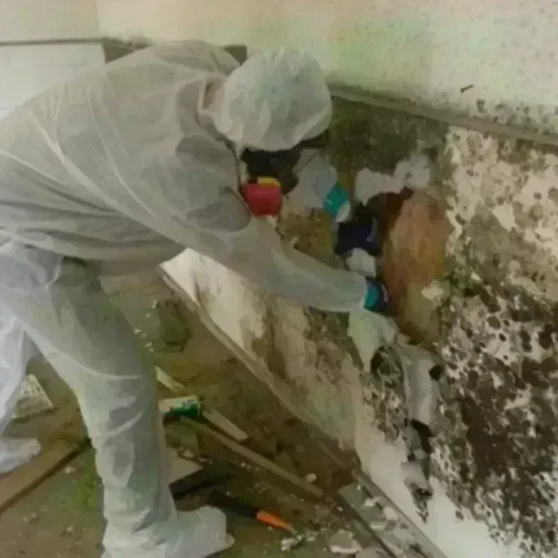 Mold Remediation and Removal in Florence, CO